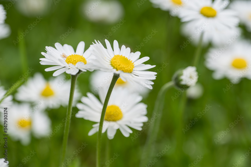 Bellis perenis, daisy in the meadow