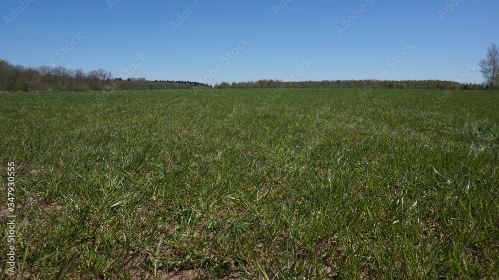 green young grass on a mown field. blue cloudless bright sky green young grass on a mown field. blue cloudless bright sky