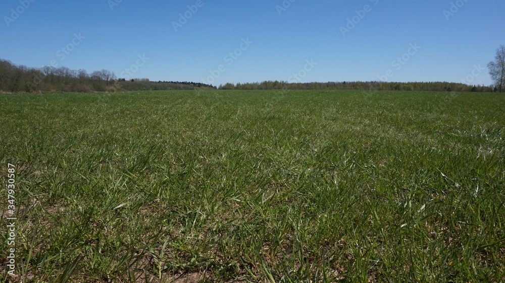 green young grass on a mown field. blue cloudless bright sky green young grass on a mown field. blue cloudless bright sky