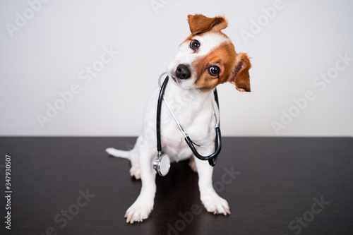 Photography cute jack russell dog at veterinary clinic