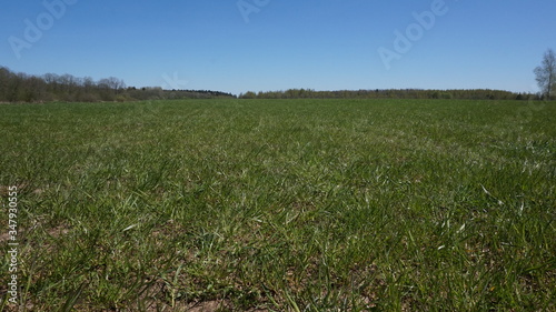 green young grass on a mown field. blue cloudless bright sky
