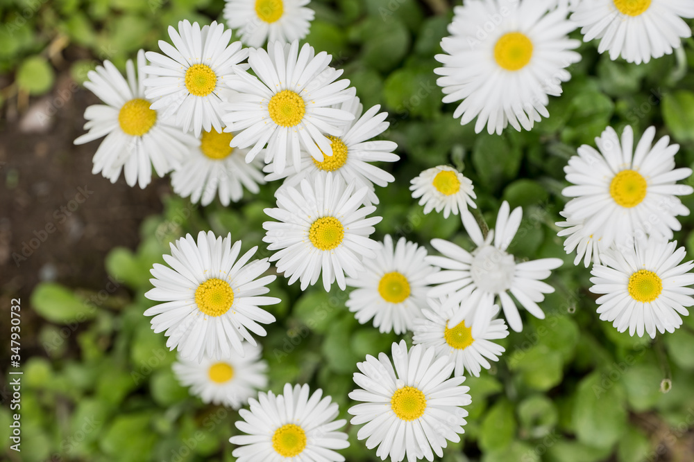 Bellis perenis, daisy in the meadow Bellis perenis, daisy in the meadow