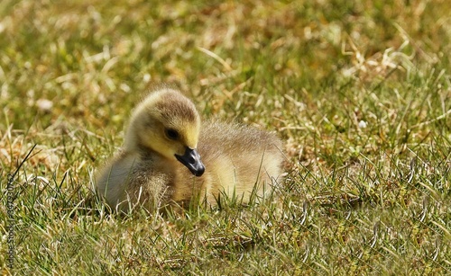 Cute Canada gosling on the meadow. 