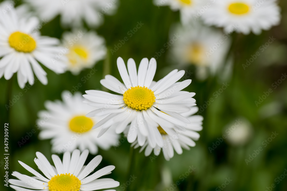 Bellis perenis, daisy in the meadow Bellis perenis, daisy in the meadow