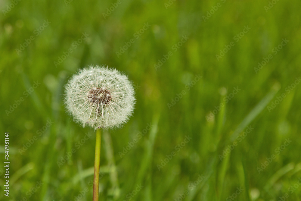 one white ripe field dandelion in a green clearing