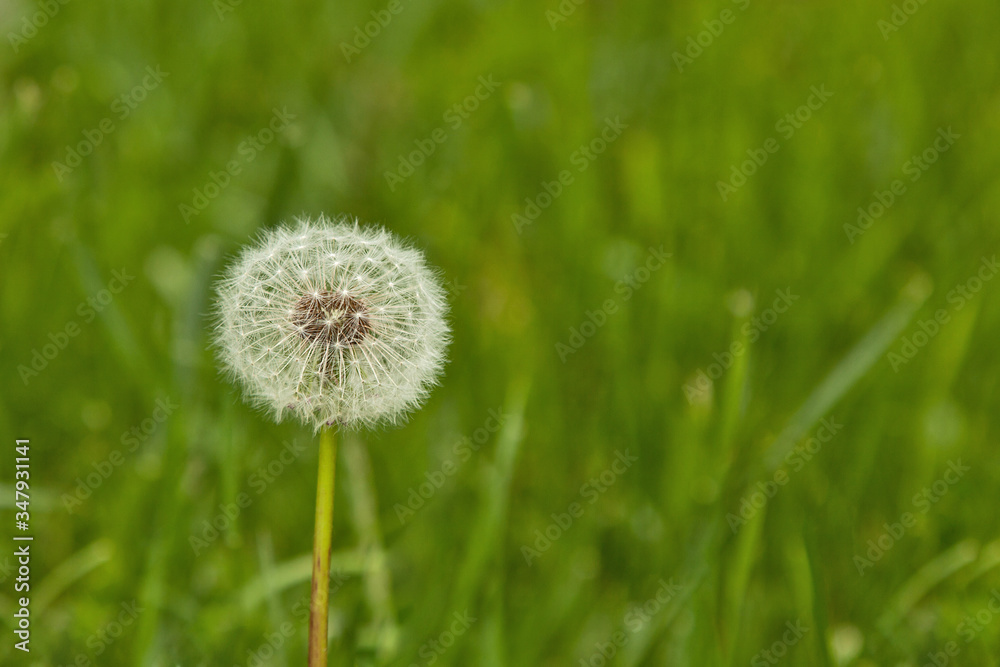 one white ripe field dandelion in a green clearing one white ripe field dandelion in a green clearing