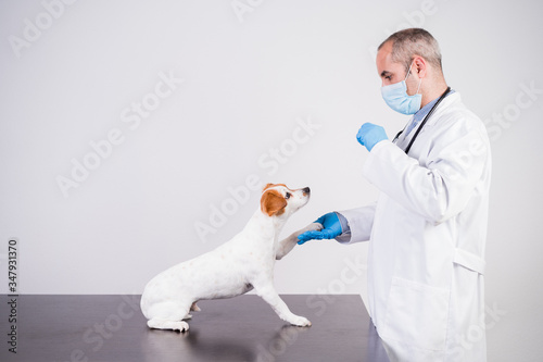 Fototapeta Naklejka Na Ścianę i Meble -  veterinarian man working on clinic with cute small jack russell dog. Wearing protective gloves and mask during quarantine. Pets healthcare