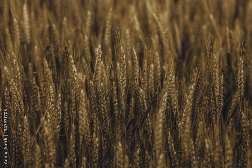 Ears of golden wheat close up. Ripening ears of wheat field background. Rich harvest Concept.