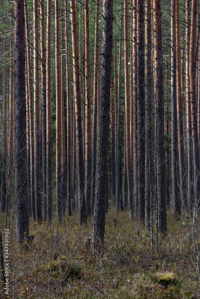 Fototapeta premium Swampland in sacred forest.