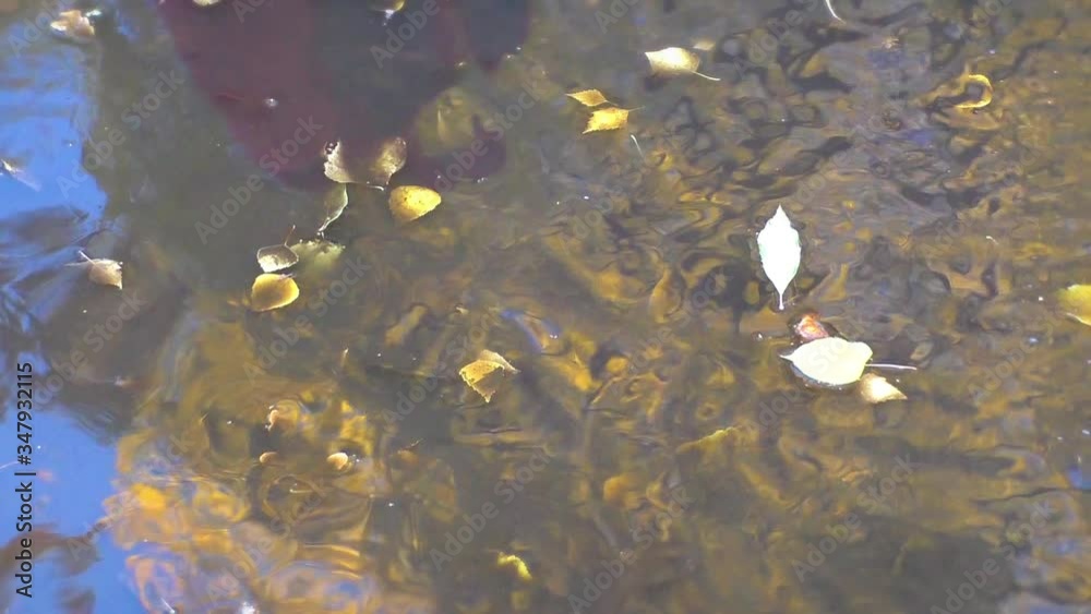 Feet pass through a puddle. Autumn and leaves Feet pass through a puddle. Autumn and leaves