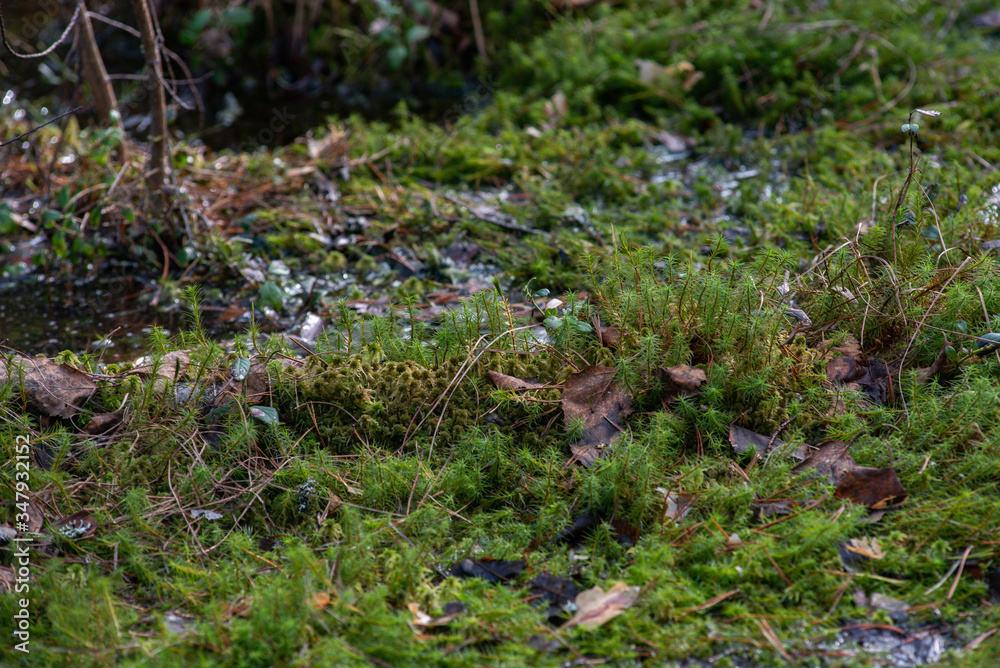 Close up of green moss on swampy woodland. Close up of green moss on swampy woodland.