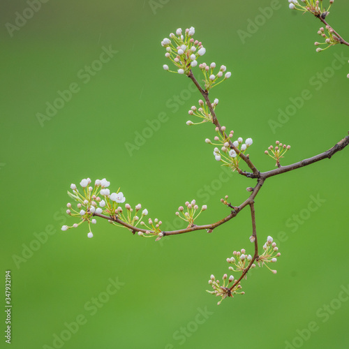 Blossom