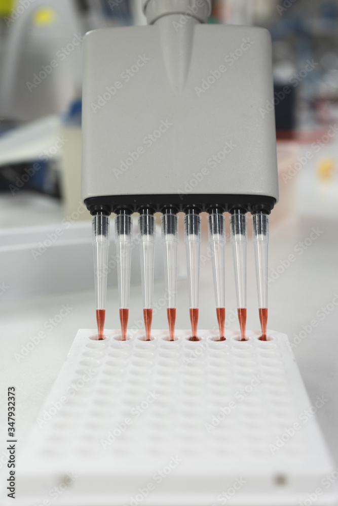 The lab technician injects the red liquid into a microtiter plate