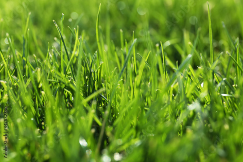 Lush green grass outdoors on sunny day, closeup