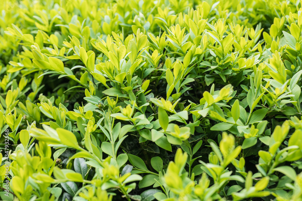 Obraz premium Buxus sempervirens, evergreen boxwood, pruned shrub in ornamental gardens