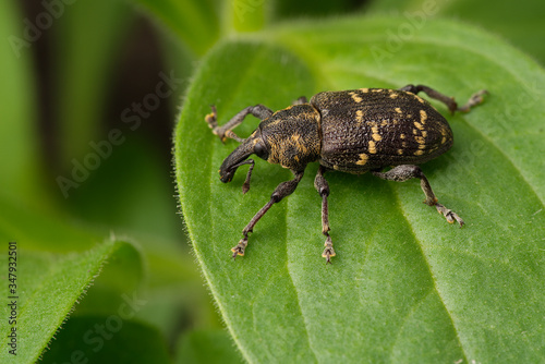 Close-up. Weevil beetle (Hylobius abietis). An insect sits on a green leaf of a plant. Pest tree.