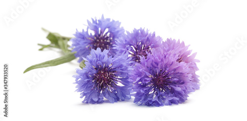 Blue  violet  cornflower on white horizontal background.