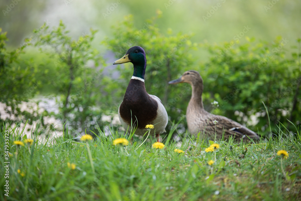 Drake and duck on green grass. Summer and spring time. Drake and duck on green grass. Summer and spring time.