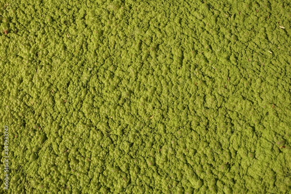 Blooming Green Water. Green Algae Polluted River Blooming Green Water. Green Algae Polluted River