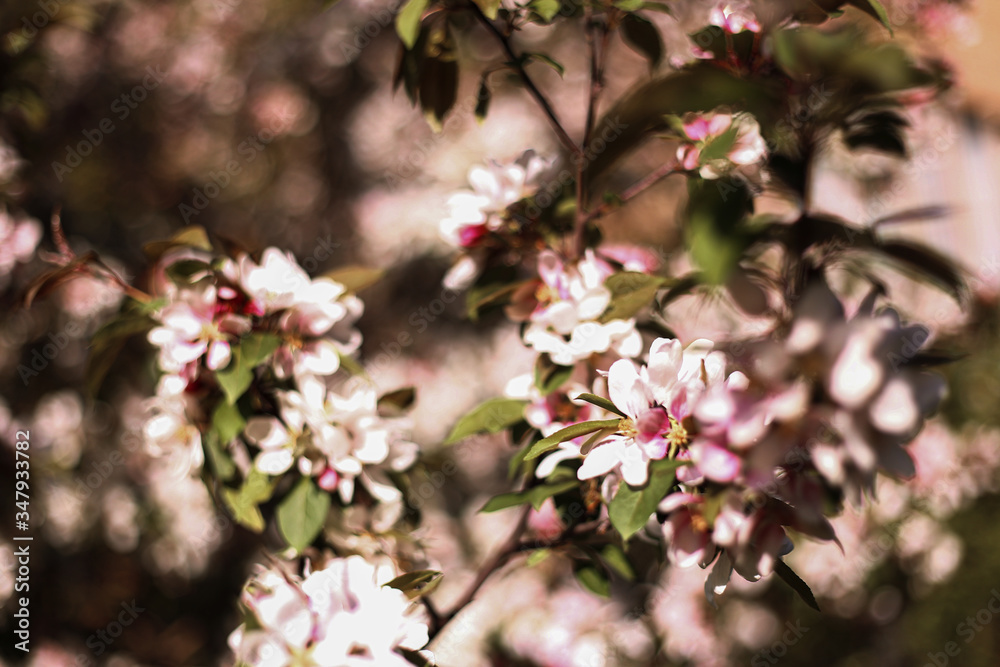 apple tree blossom apple tree blossom