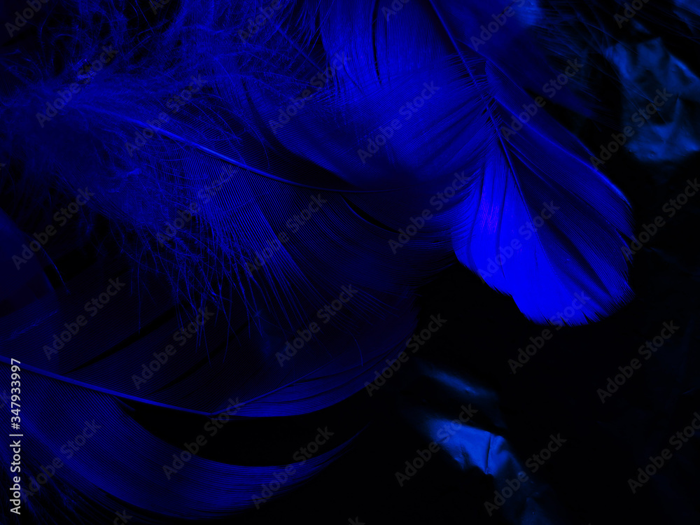Obraz premium Beautiful abstract colorful white and blue feathers on white background and soft white feather texture on blue pattern and blue background, feather background, blue banners