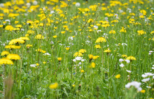 blooming dandelion in the meadow © jaroslavkettner