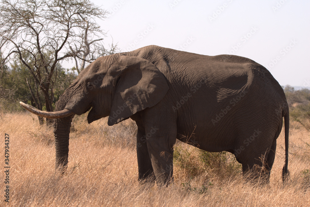 Beautiful Elephant Bull while on Safari 