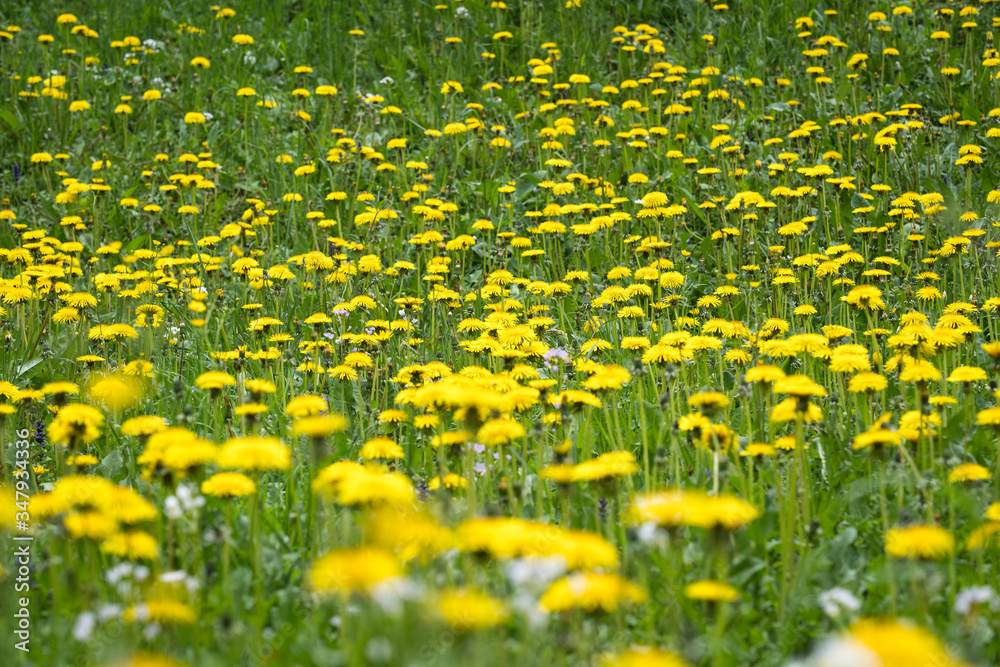 Obraz premium blooming dandelion in the meadow