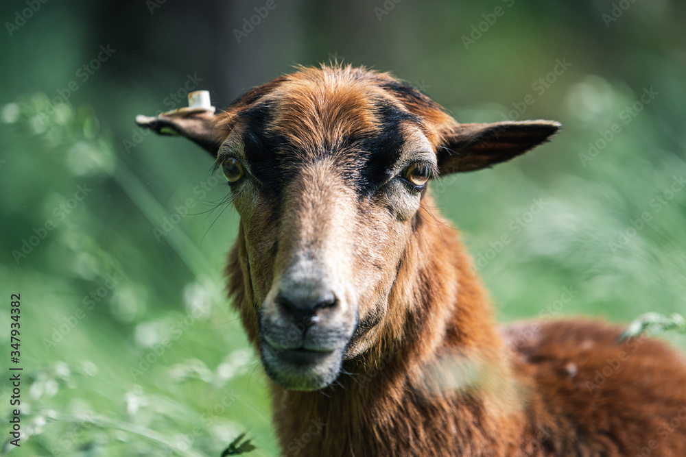 Close-up portrait of brown, female cameroon sheep Close-up portrait of brown, female cameroon sheep