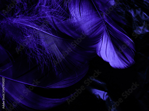 Beautiful abstract colorful black and purple feathers on white background and soft white pink feather texture on dark pattern and light blue background, colorful feather, purple banners