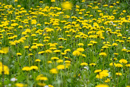 blooming dandelion in the meadow