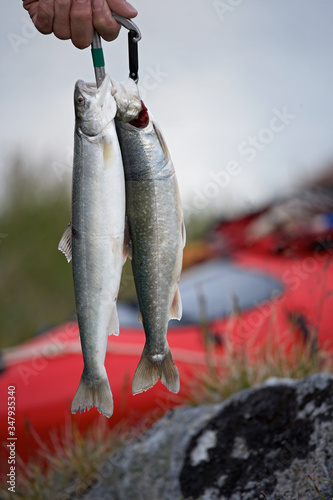 2 fresh Arctic char hanging on a carabiner photo