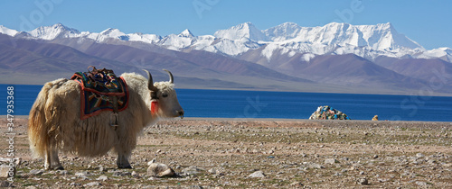white yak in front of lake Namtso in Tibet photo