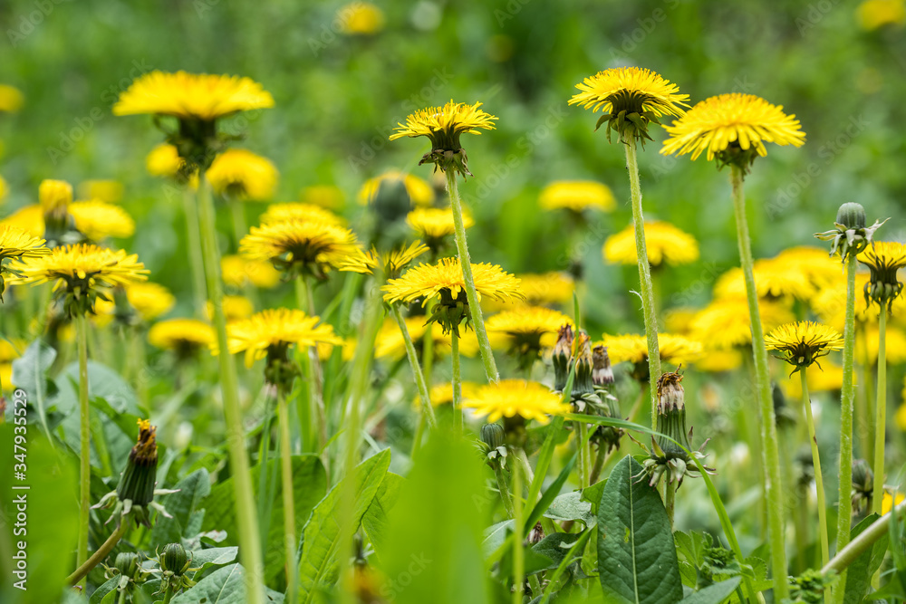 Obraz premium blooming dandelion in the meadow