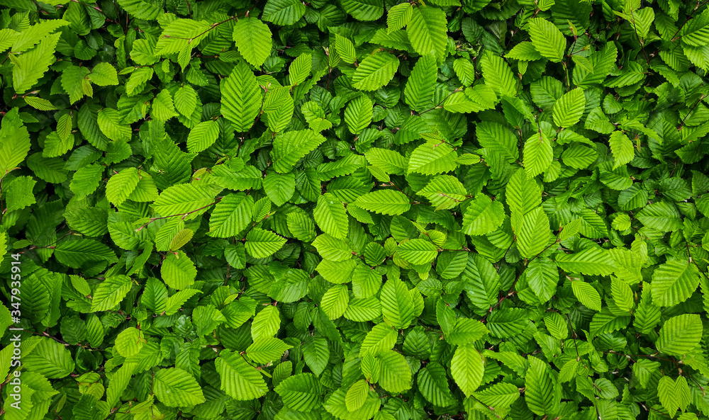 texture of green leaves background texture of green leaves background