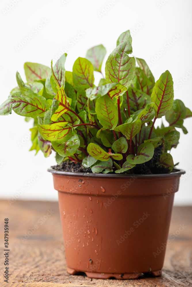 Fototapeta premium closeup of a sorrel plant