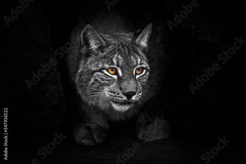 strict and formidable in the cave. lynx in the night darkness at night, bright eyes glow yellow body discolored. © Mikhail Semenov
