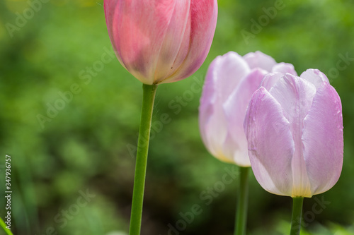 colorful tulip flowers in the garden in the flowerbed