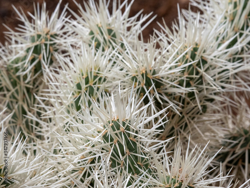 close up of white cactus