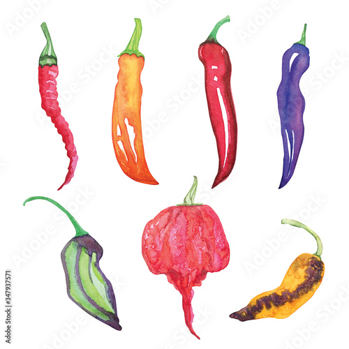 Watercolor set with different types of hot pepper isolated on a white background. Mesilla pepper, kaen pepper, Habanero, Carolina Reaper, red chili.
 photo