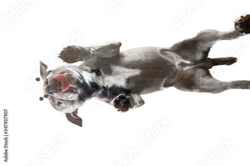 view of American Staffordshire terrier dog standing from below