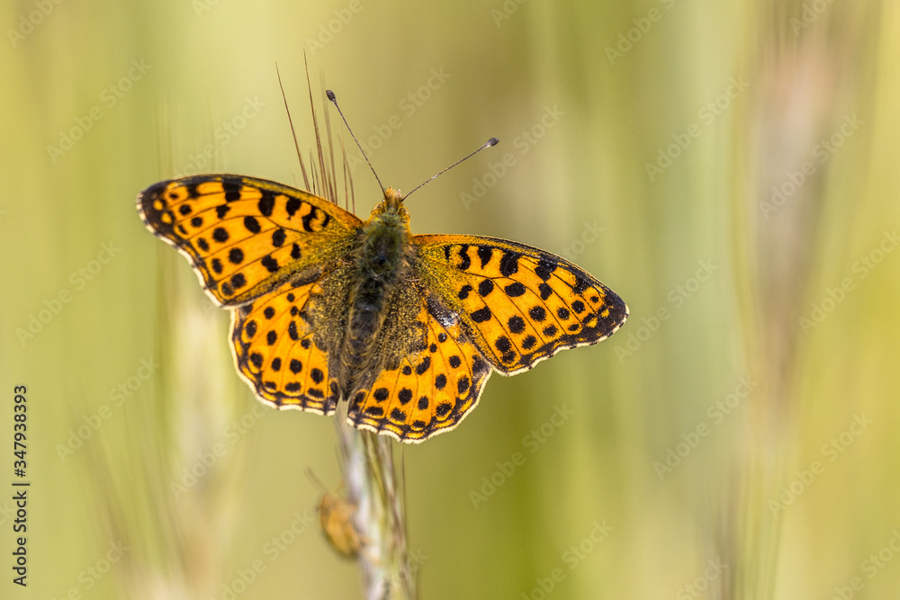 Obraz premium Queen of Spain fritillary