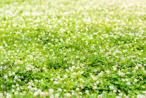 Photo of a green grass field in the park