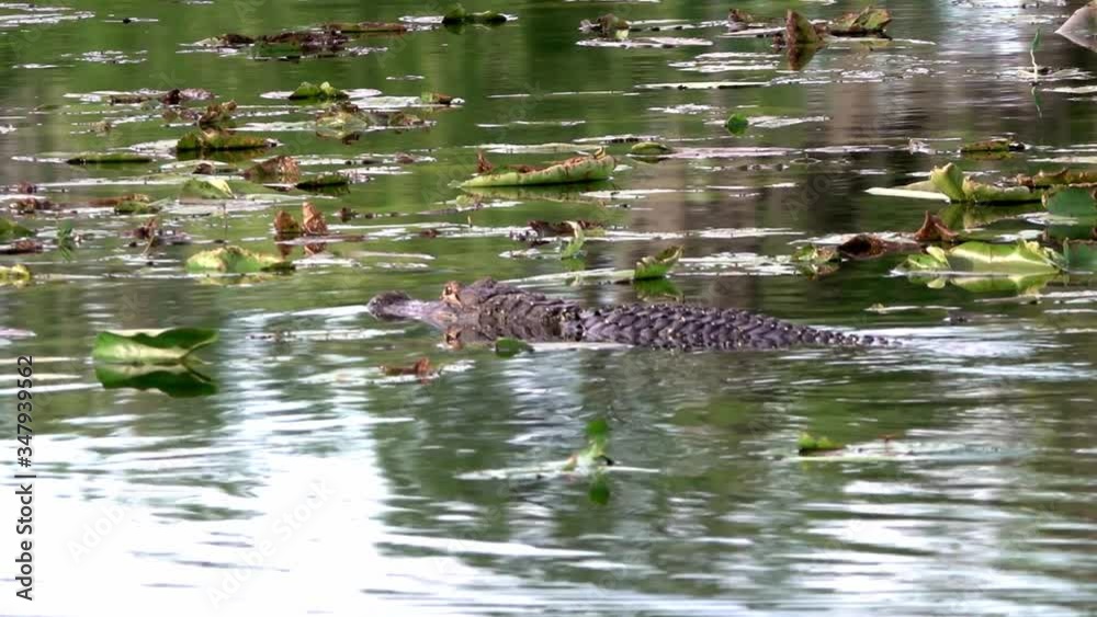 Alligator stalks prey in a pond. Alligator stalks prey in a pond.
