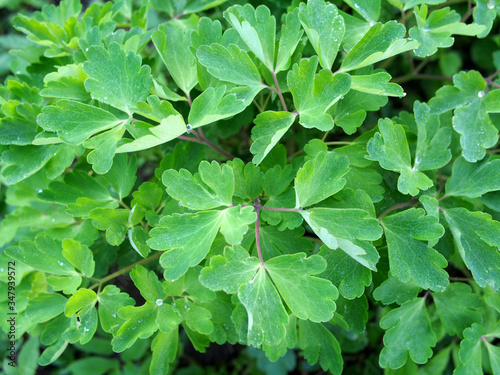 Green foliage of Aquilegia ( columbine) as background