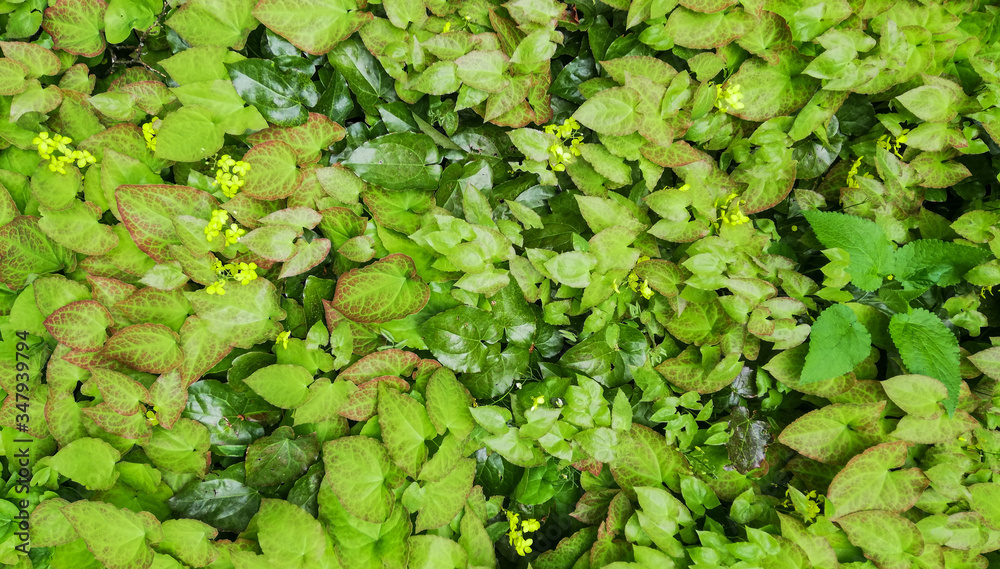 Fototapeta premium texture of green leaves background