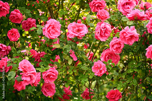 Fototapeta Naklejka Na Ścianę i Meble -  Pink Roses in Volksgarten Vienna Austria