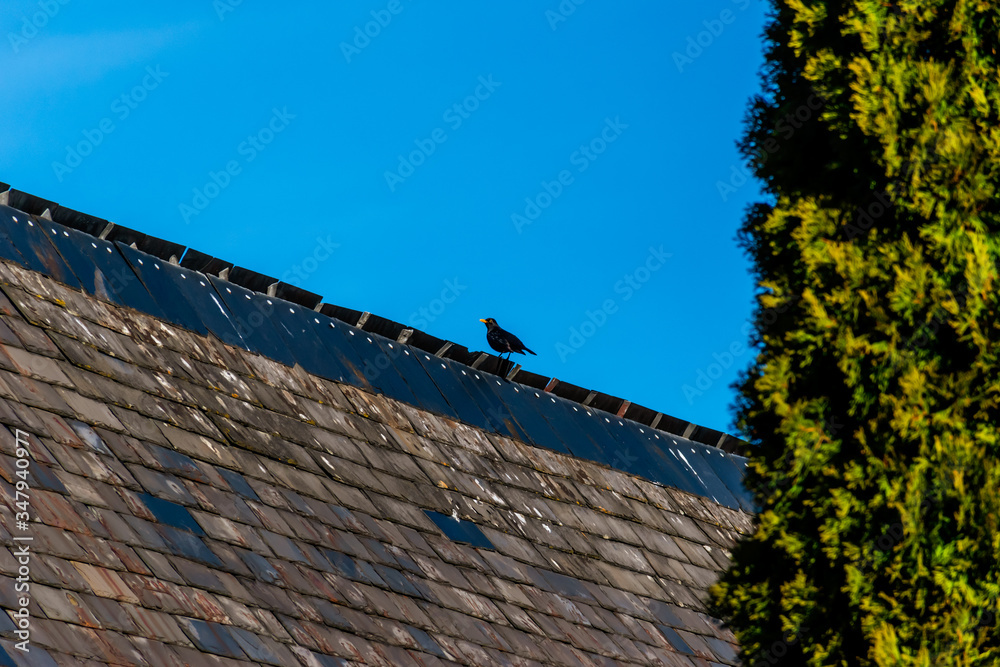 A male common blackbird perched on a rooftop in a French mountain village on a winter morning against the background of the clear blue sky A male common blackbird perched on a rooftop in a French mountain village on a winter morning against the background of the clear blue sky