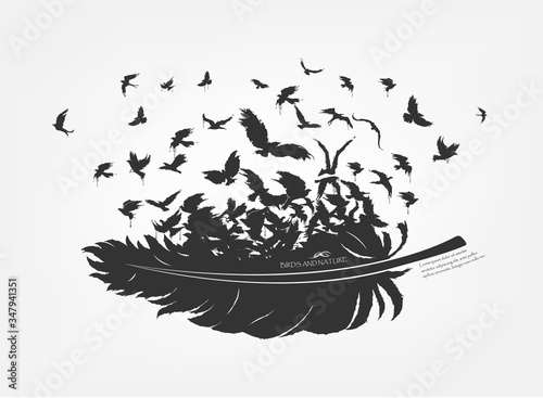feathers with flying flock of fly birds