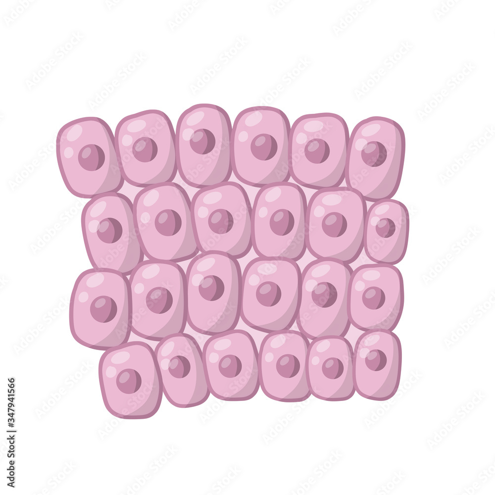 Cell of human organism. Layer of epidermis. Scientific material for ...